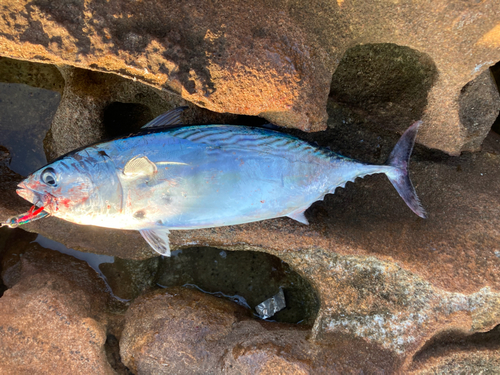 スマガツオの釣果