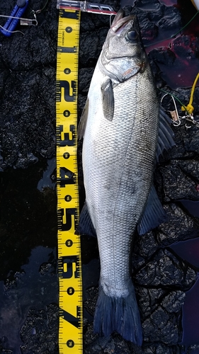 ヒラスズキの釣果