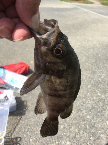 クロメバルの釣果