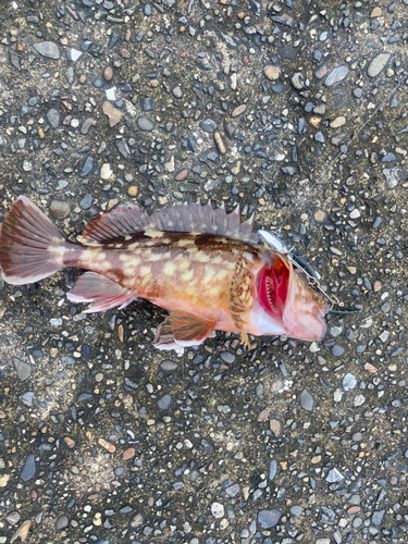 カサゴの釣果