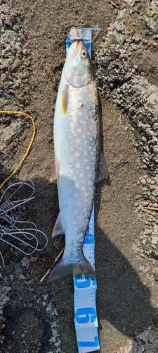 アメマスの釣果