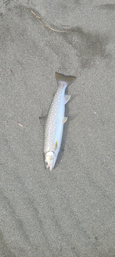 アメマスの釣果