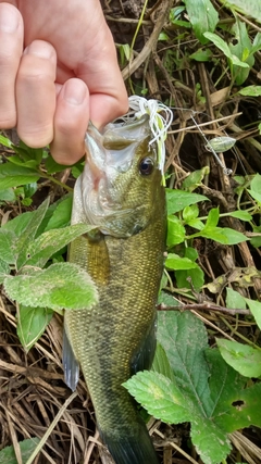 ラージマウスバスの釣果