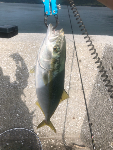 ヤズの釣果