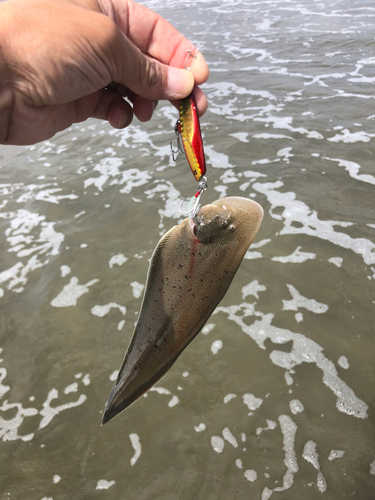 シタビラメの釣果