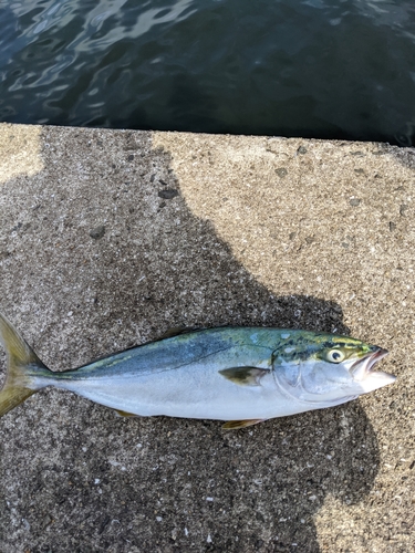 ハマチの釣果