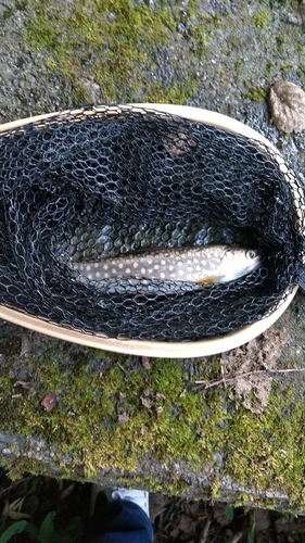 イワナの釣果