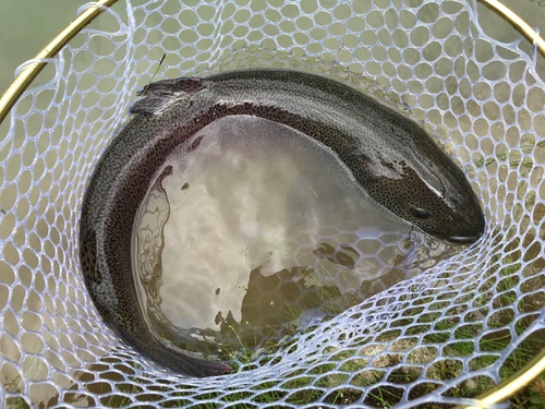 イトウの釣果