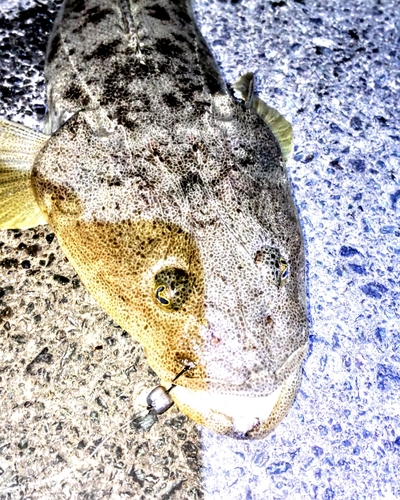 コチの釣果