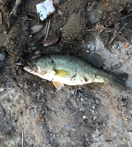 ブラックバスの釣果