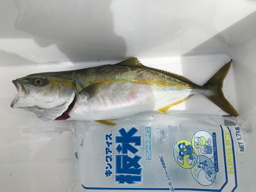 イナダの釣果