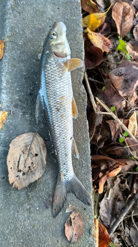 ニゴイの釣果