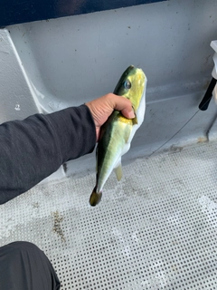 シロサバフグの釣果