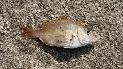 チダイの釣果