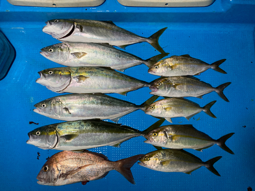 ツバスの釣果