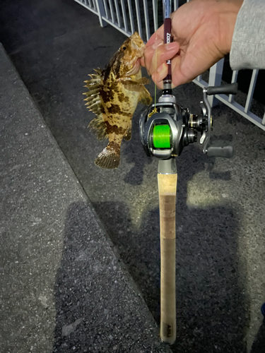 タケノコメバルの釣果