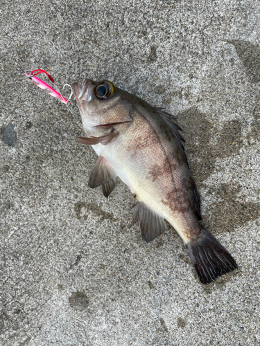 メバルの釣果