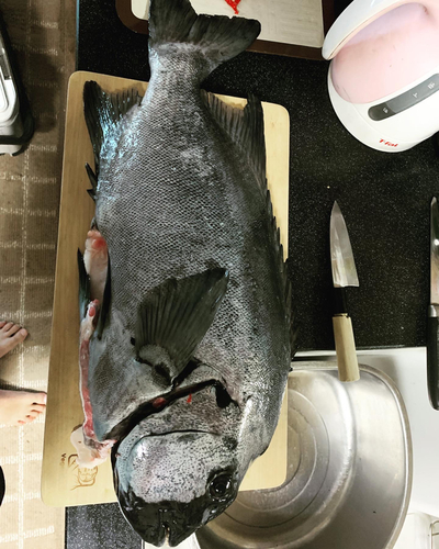 イシダイの釣果