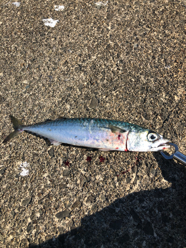 サバの釣果