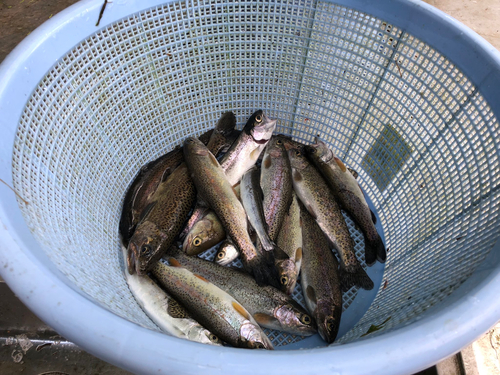 ニジマスの釣果