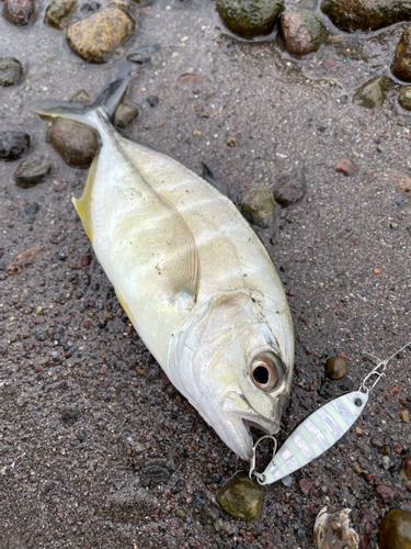 メッキの釣果