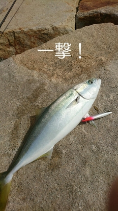 ハマチの釣果