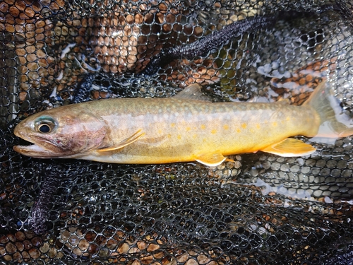 イワナの釣果