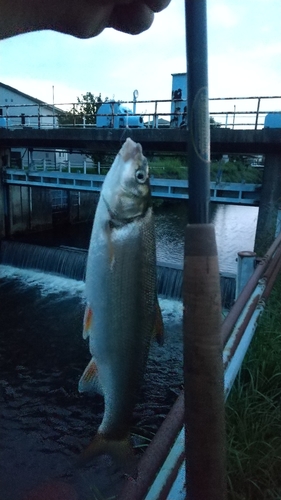 ウグイの釣果