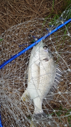 キビレの釣果