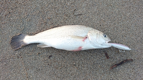 ニベの釣果