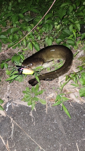 ナマズの釣果