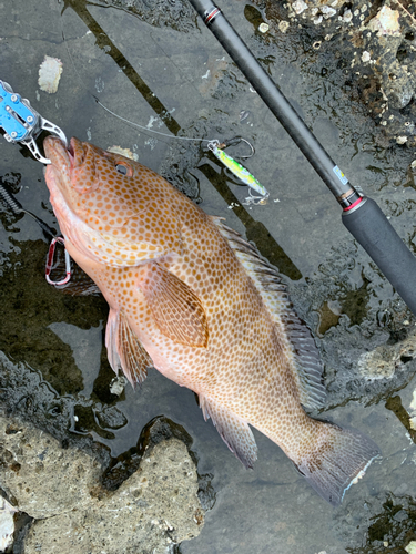 オオモンハタの釣果