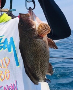 オオモンハタの釣果