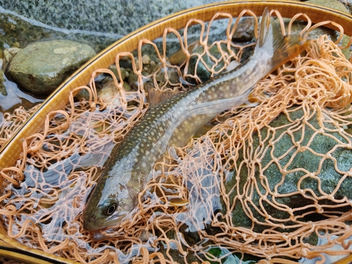 イワナの釣果