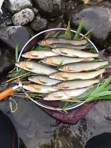 アユの釣果