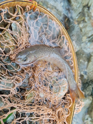 イワナの釣果