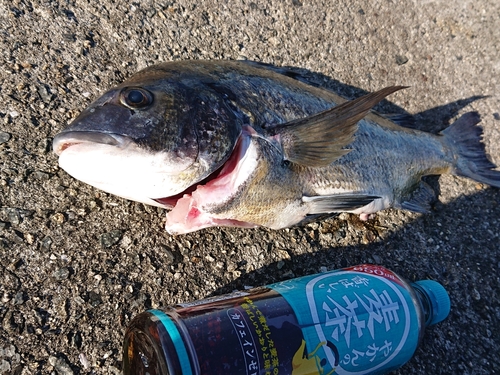 チヌの釣果