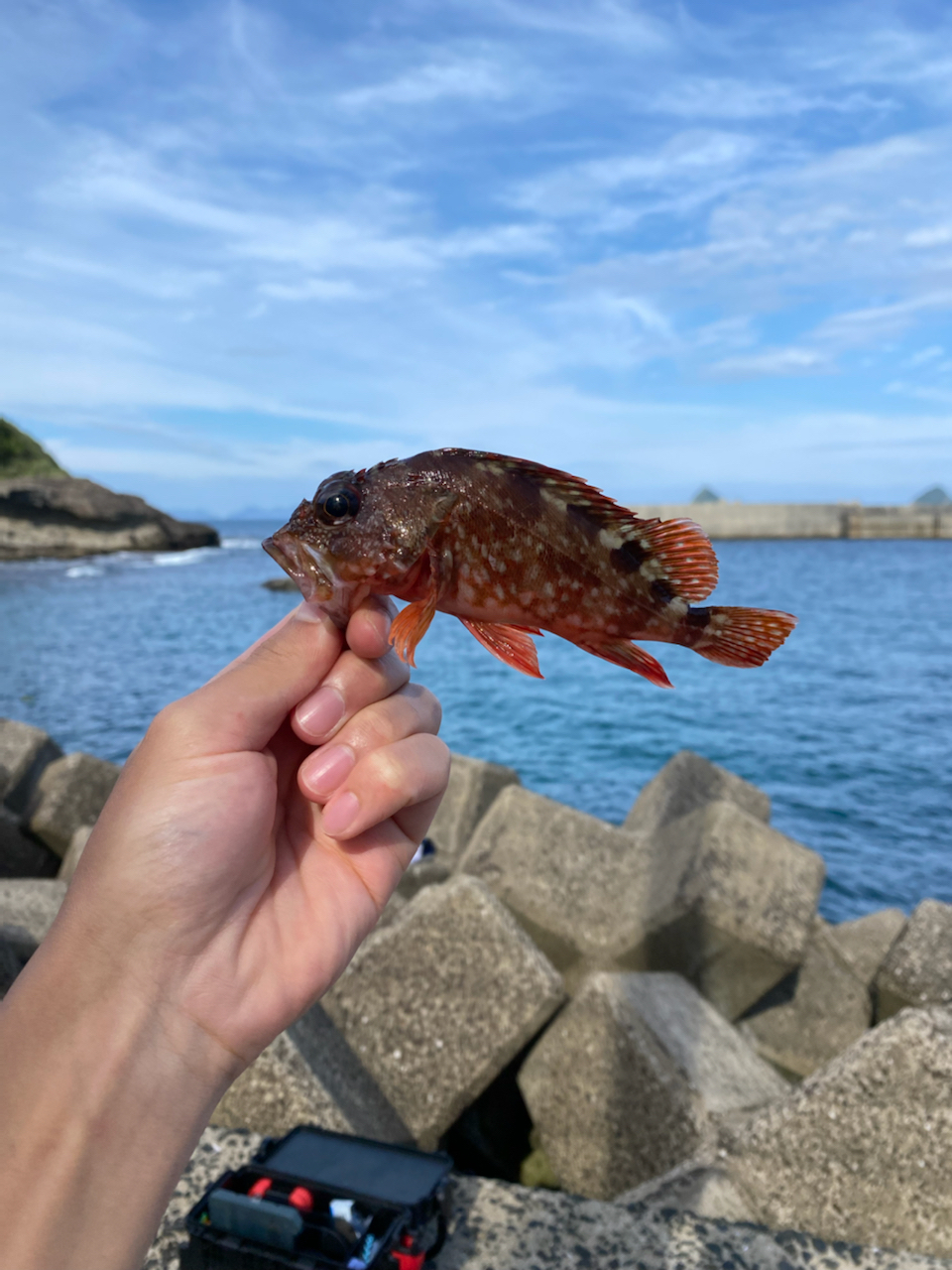 アラカブの釣果写真