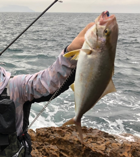 ショゴの釣果