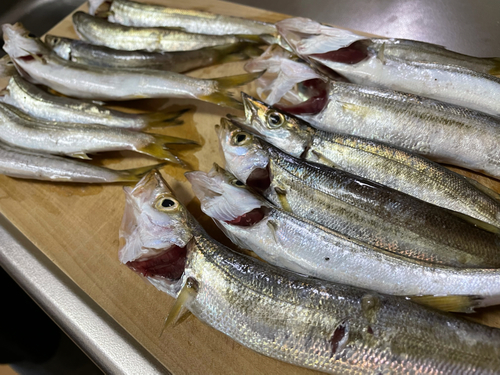 カマスの釣果