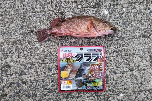 カサゴの釣果