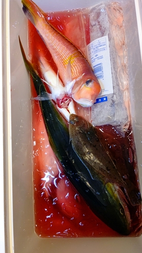 アマダイの釣果