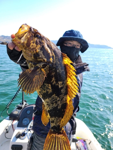 ベッコウゾイの釣果