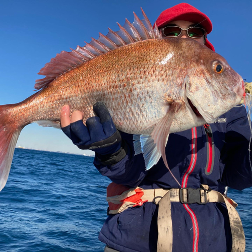 マダイの釣果