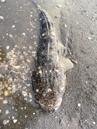 マゴチの釣果