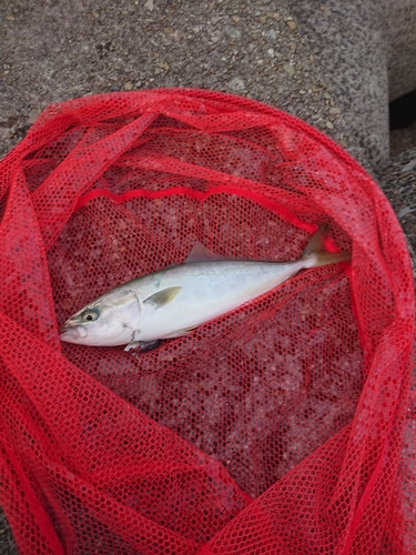 ツバスの釣果