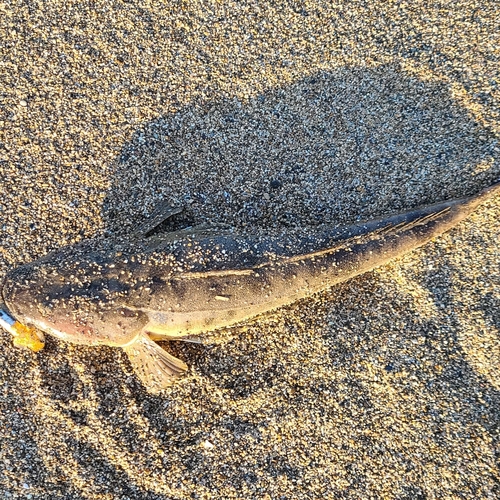 マゴチの釣果