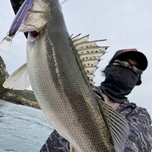 スズキの釣果