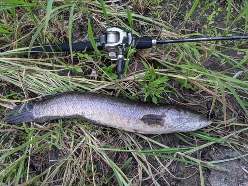 ライギョの釣果