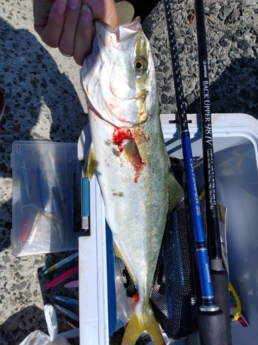 ツバスの釣果